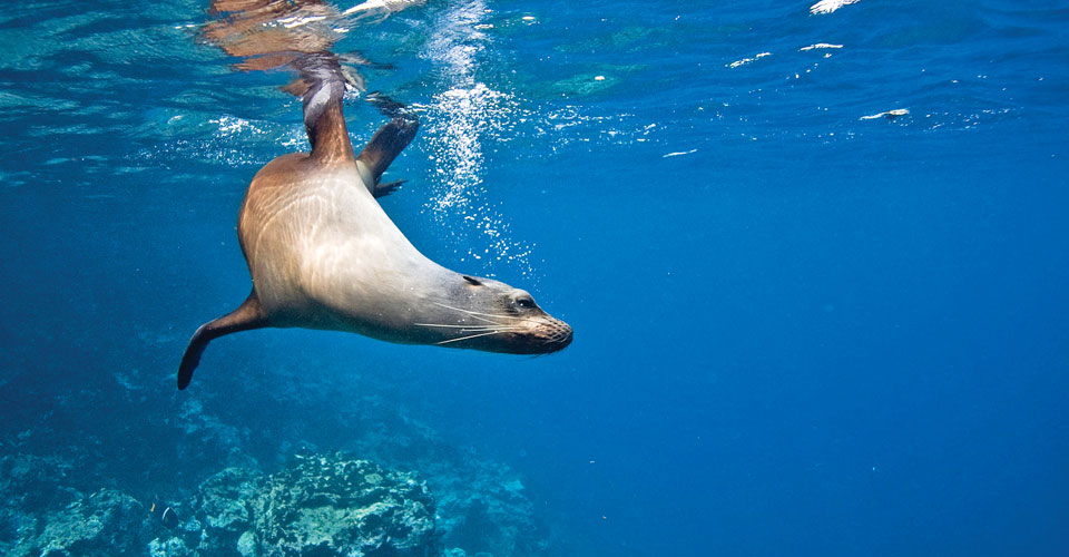 Galapagos Wildlife Cruise | Natural Habitat Adventures